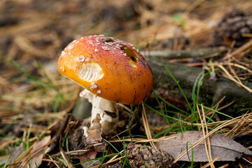 mushroom close-up macro in the forest