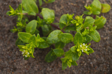 green sea plant with flowers on the sand