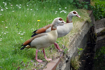 Two ducks on the looking to th river