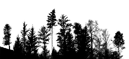 Forest silhouette . Tree silhouette panorama. Vector illustration