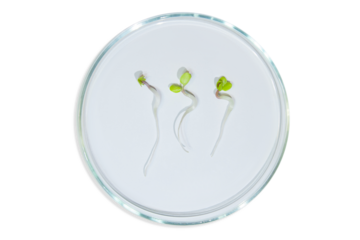 Laboratory glassware with plant sprouts. On an empty background. Isolated. PNG. Greens, sprouts, research, bio engineering, study, cultivation.
