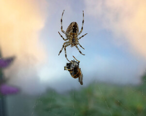 A spider with a bee
