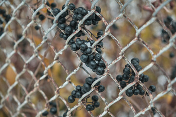 Black berries under snow in winter Natural background