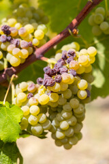 Typical grapes with botrytis cinerea for sweet wines, Sauternes, Bordeaux, Aquitaine, France