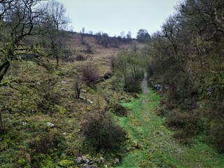 Fototapeta premium Trail in the woods