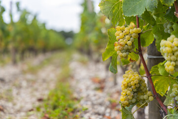 Typical grapes, Sauternes, Bordeaux, Aquitaine, France