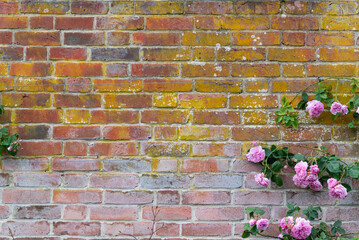 Brickwall Copy Space with Flowers