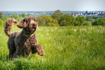 Big Giant Brown Labradoodle walking in a field