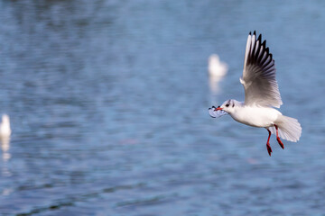 Fototapeta na wymiar Grey-winged Gull in flight over a pond. small birds. sea birds. Bird with open wings.