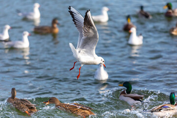 Grey-winged Gull in flight over a pond. small birds. sea birds. Bird with open wings.