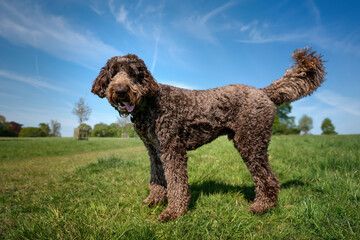 Big Giant Brown Labradoodle standing and looking towards the camera