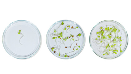 Laboratory glassware with plant sprouts. On an empty background. Isolated. PNG. Greens, sprouts,...