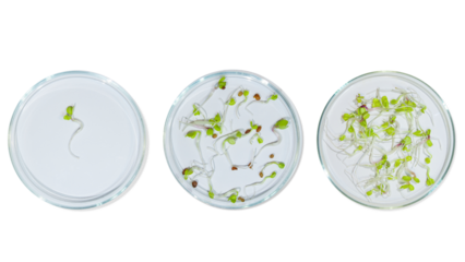 Laboratory glassware with plant sprouts. On an empty background. Isolated. PNG. Greens, sprouts, research, bio engineering, study, cultivation.