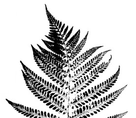 texture of fern foliage imprint on paper, stamp from leaf texture on a white background