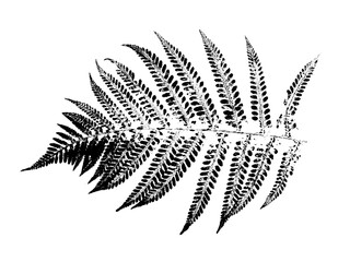 texture of fern foliage imprint on paper, stamp from leaf texture on a white background © Vera Kuttelvaserova