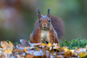 Naklejka na ściany i meble Cute Red Squirrel (Sciurus vulgaris) in an forest covered with colorful leaves. Autumn day in a deep forest in the Netherlands. Front view 
