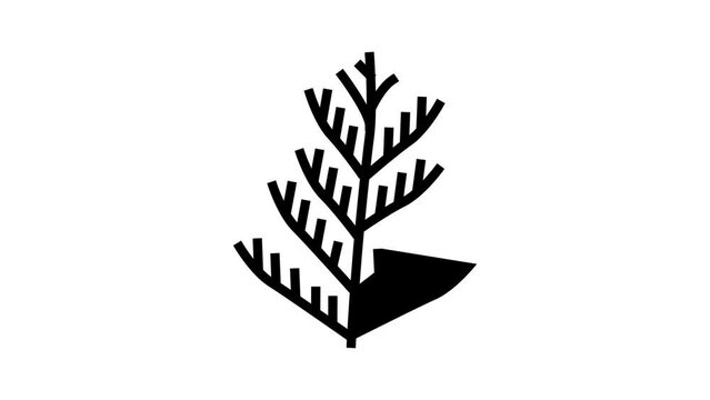 cedar plant leaf line icon animation
