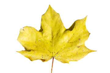 Maple leaf in autumn fall colour, png stock photo file cut out and isolated on a transparent background
