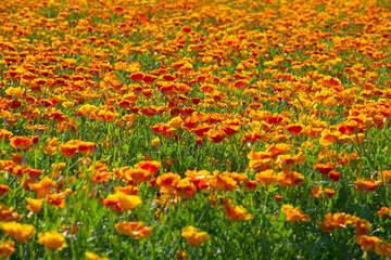 Orange Calafornia poppies in a flowering field.