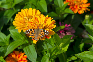 Monarch butterfly on top of a Zinnia flower.