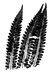 texture of fern foliage imprint on paper, stamp from leaf texture on a white background