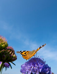 Monarch butterfly on top of a blue Scabiosa flower.