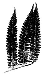 texture of fern foliage imprint on paper, stamp from leaf texture on a white background