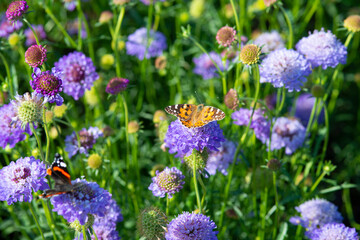 Monarch butterfly on top of a blue Scabiosa flower.