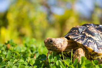 Close up of a cute African Leopard Tortoise searching for clovers in a green field