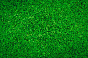 Top View of Malay grass background.abstract green leaves texture, nature background