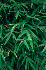 Many bamboo leaves.abstract green leaves texture, nature background