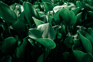 leaves of water hyacinth.abstract green leaves texture, nature background