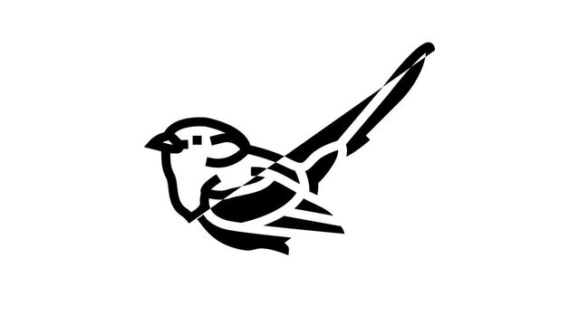 splendid fairywren bird exotic line icon animation