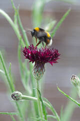 Honeybee collects pollen from Centaurea blackboy flower.