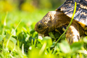 Close up of a cute African Leopard Tortoise searching for clovers in a green field