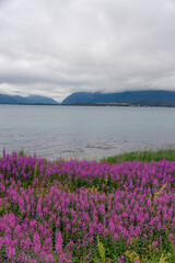 Obraz premium Arctic Lupin Field on the Coast of a Fjord