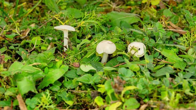 Timelapse , Porcini Mushrooms hygrophorus Cuphophyllus grow in green grass. Macro photography of porcini mushrooms. Cultivation of natural mushrooms. Ecotourism activities.