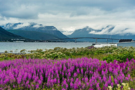 Arctic Lupin Field on the Coast of a Fjord