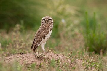 Burrowing Owl , Calden forest, La Pampa Province, Patagonia, Argentina.