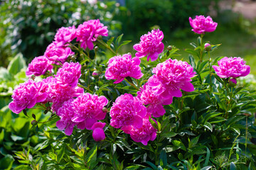 Beautiful pink peonies blossoming in the garden in summer.