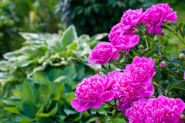 Pink flowers peonies flowering on background of hosta plants