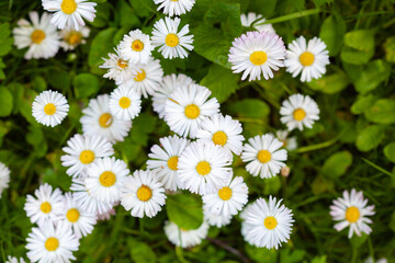 Many white daisies in top view of meadow, several Bird's-eye Speedwell also visible