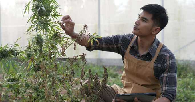 Handheld shot, Anxiously young man inspects cannabis plant for damage in planting tent, symptoms of leaf blight and wilting, Find solutions on tablet problem for growth