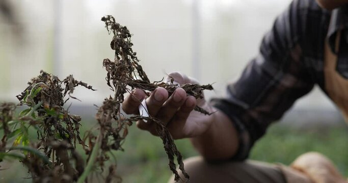 Handheld tracking shot, selective focus The marijuana or cannabis has problem for growth with symptoms of leaf blight and wilting, Hand of young man touching and analysis or searching data on tablet