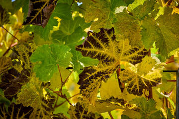 Bunte Blätter im Herbst