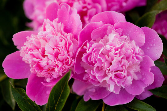 Beautiful pink peonies blossoming in the garden in summer.