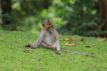 Naklejka premium The baby Monkey is sitdown on grass garden in front of forest