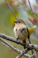 Close up of a daurian redstart in a colorful tree