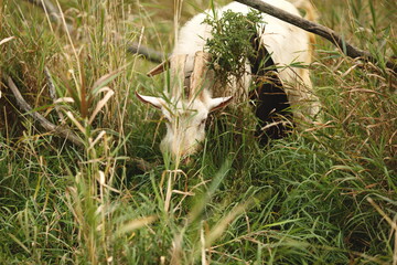 Saanan and Alpine dairy goats on a small farm in Ontario, Canada.