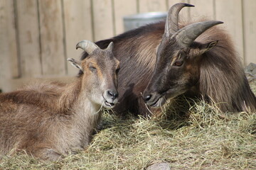 deux magnifiques jeunes chèvres de montagne brunes, l'une semble être la mère et l'autre son enfant